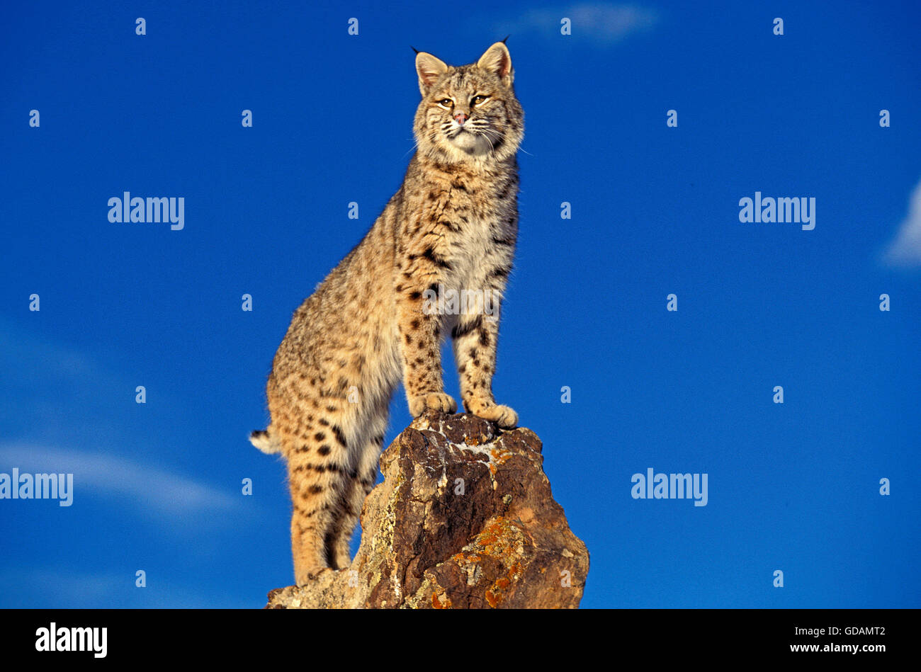 Bobcat, Lynx Rufus, Erwachsene auf Felsen, Kanada Stockfoto