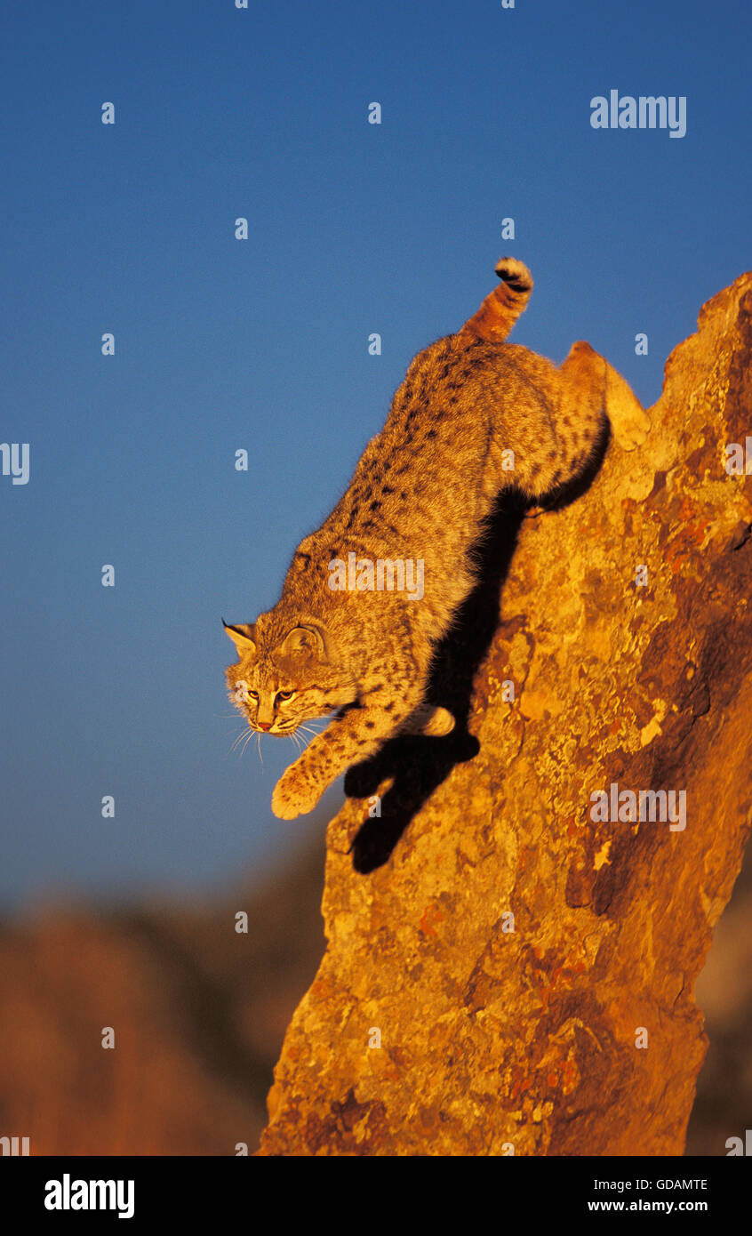 ROTLUCHS Lynx Rufus, Erwachsene springen von Fels, Kanada Stockfoto