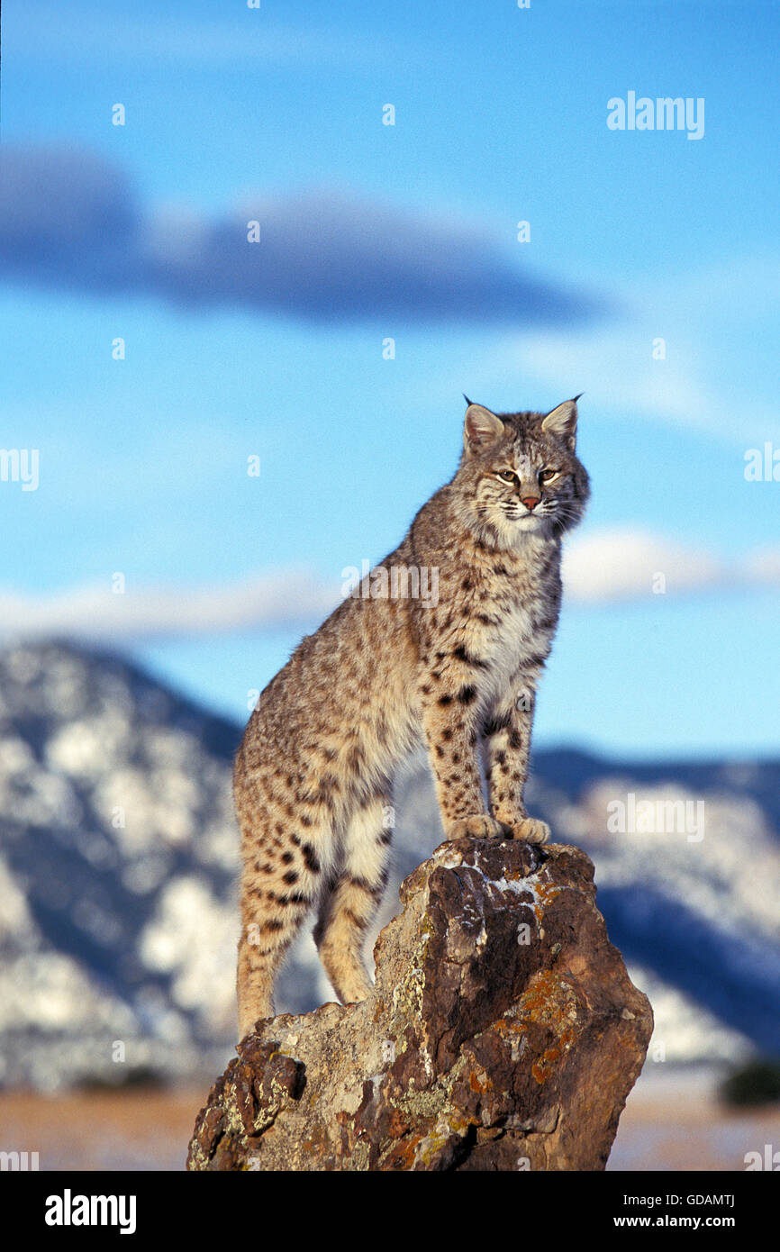 ROTLUCHS Lynx Rufus, ADULT ON ROCK, LOOKING AROUND, Kanada Stockfoto