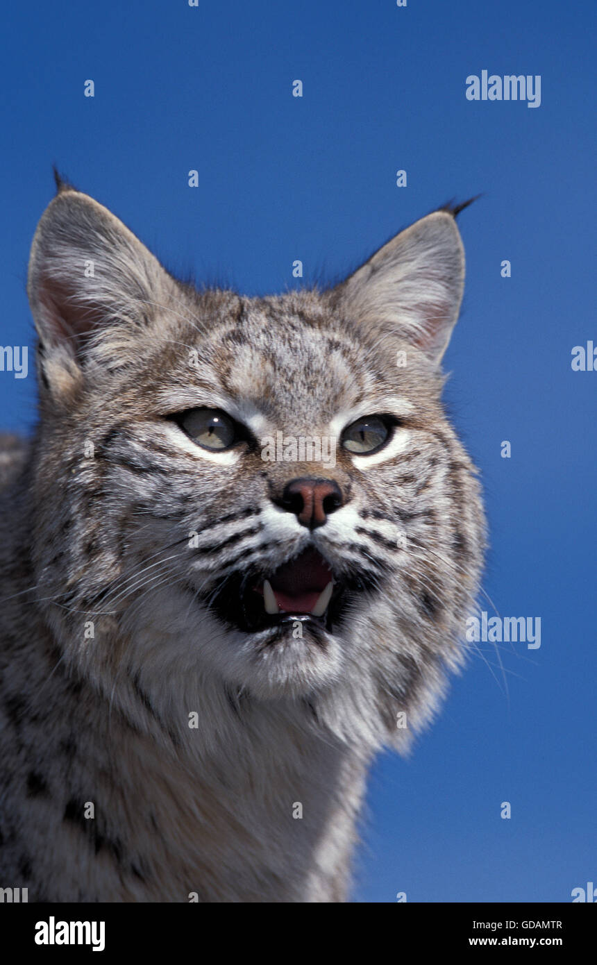 Bobcat, Lynx Rufus, Porträt von Erwachsenen gegen blauen Himmel, Kanada Stockfoto