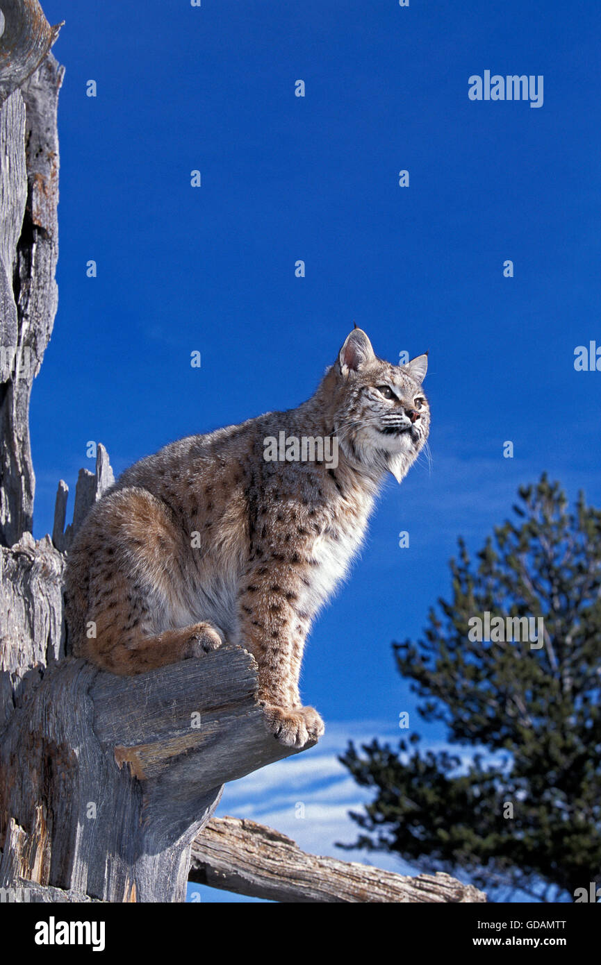 Bobcat, Lynx Rufus, Erwachsene im Baum gegen blauen Himmel, Kanada Stockfoto