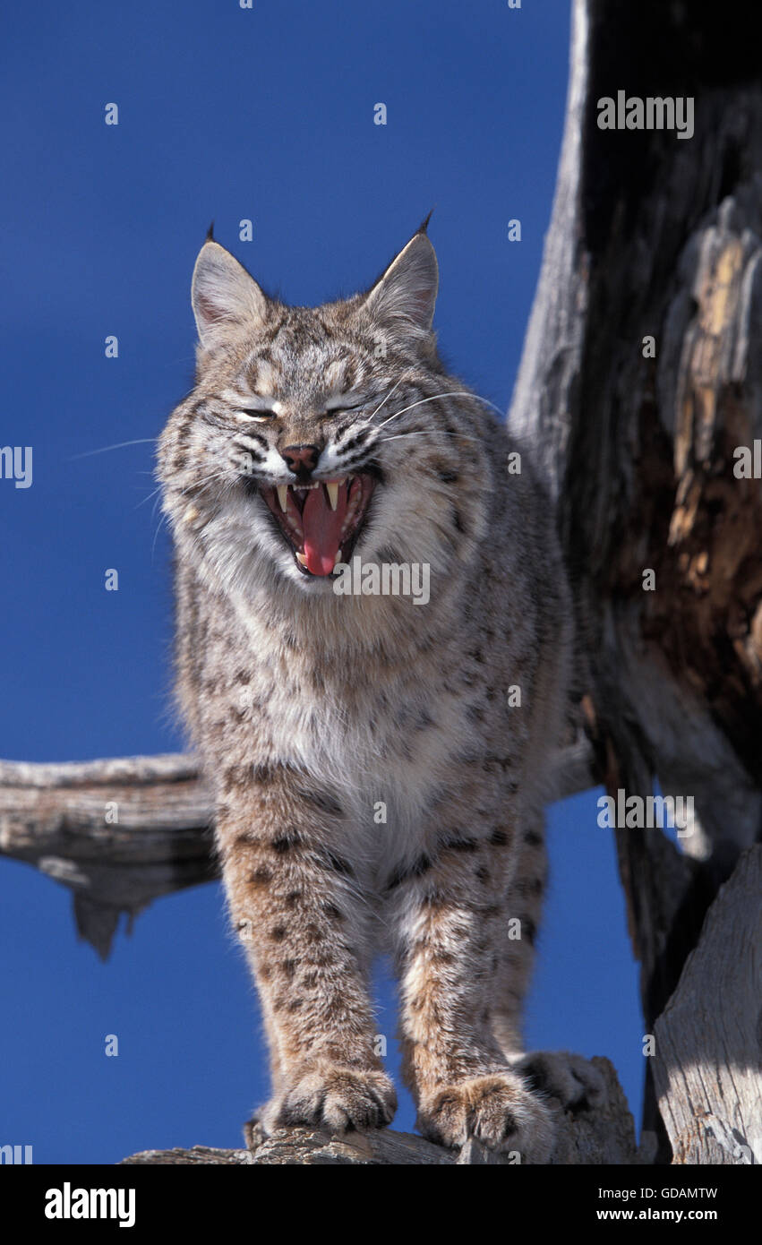 Bobcat, Lynx Rufus, Erwachsene Gähnen gegen blauen Himmel, Kanada Stockfoto