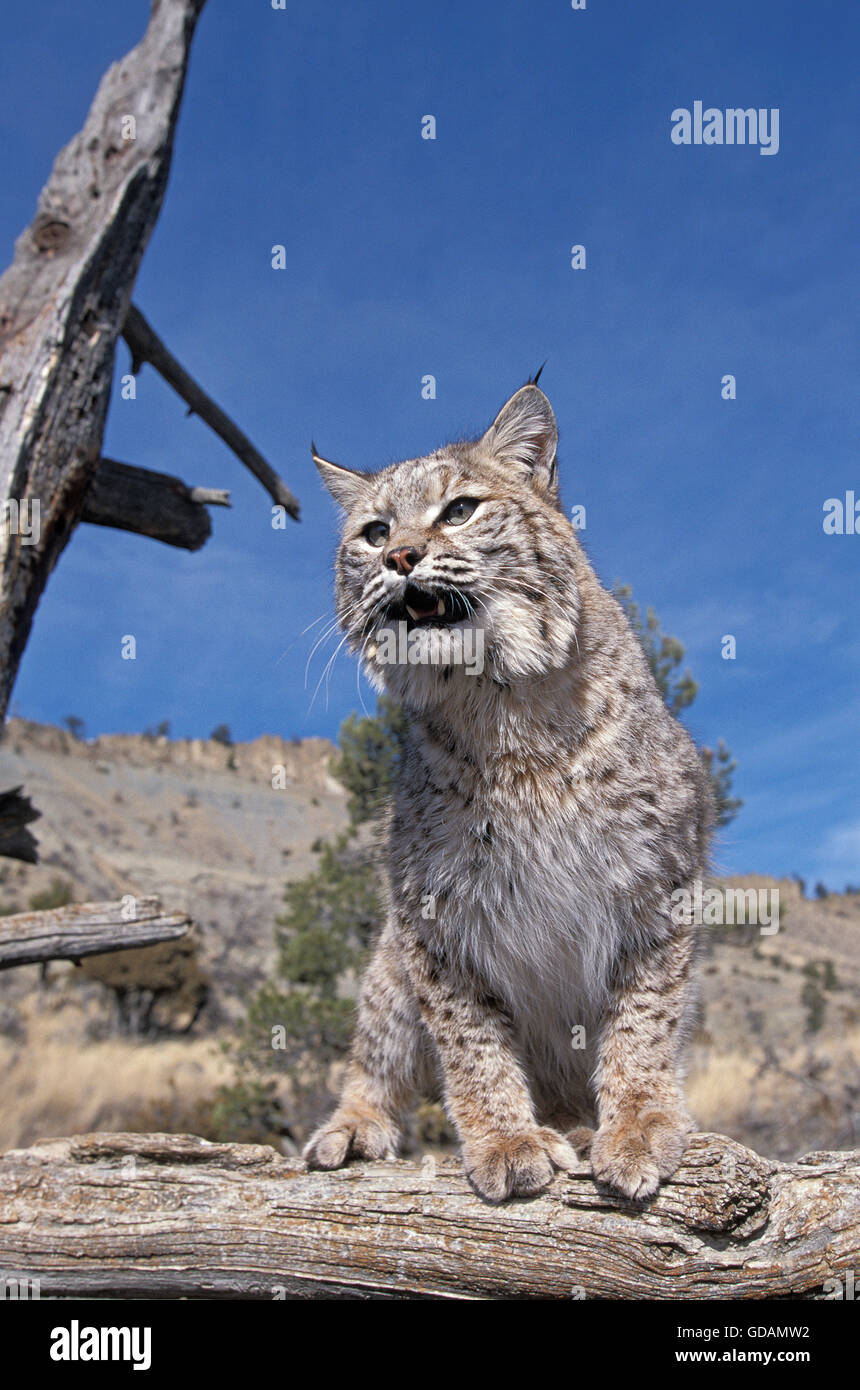 Bobcat, Lynx Rufus, Erwachsene im Baum gegen blauen Himmel, Kanada Stockfoto