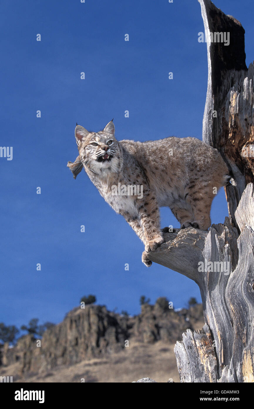 Bobcat, Lynx Rufus, Erwachsene im Baum gegen blauen Himmel, Kanada Stockfoto