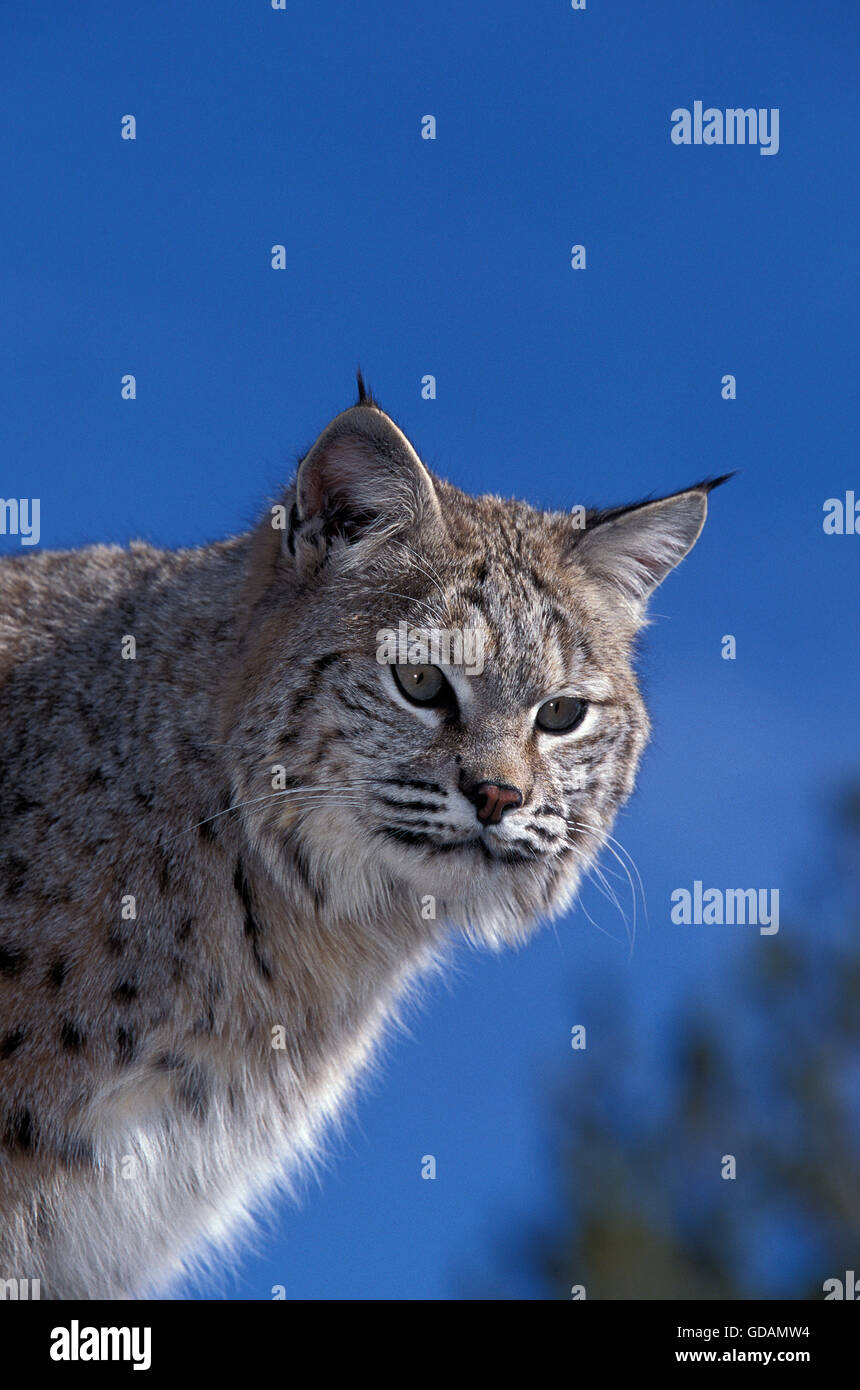Bobcat, Lynx Rufus, Porträt von Erwachsenen gegen blauen Himmel, Kanada Stockfoto