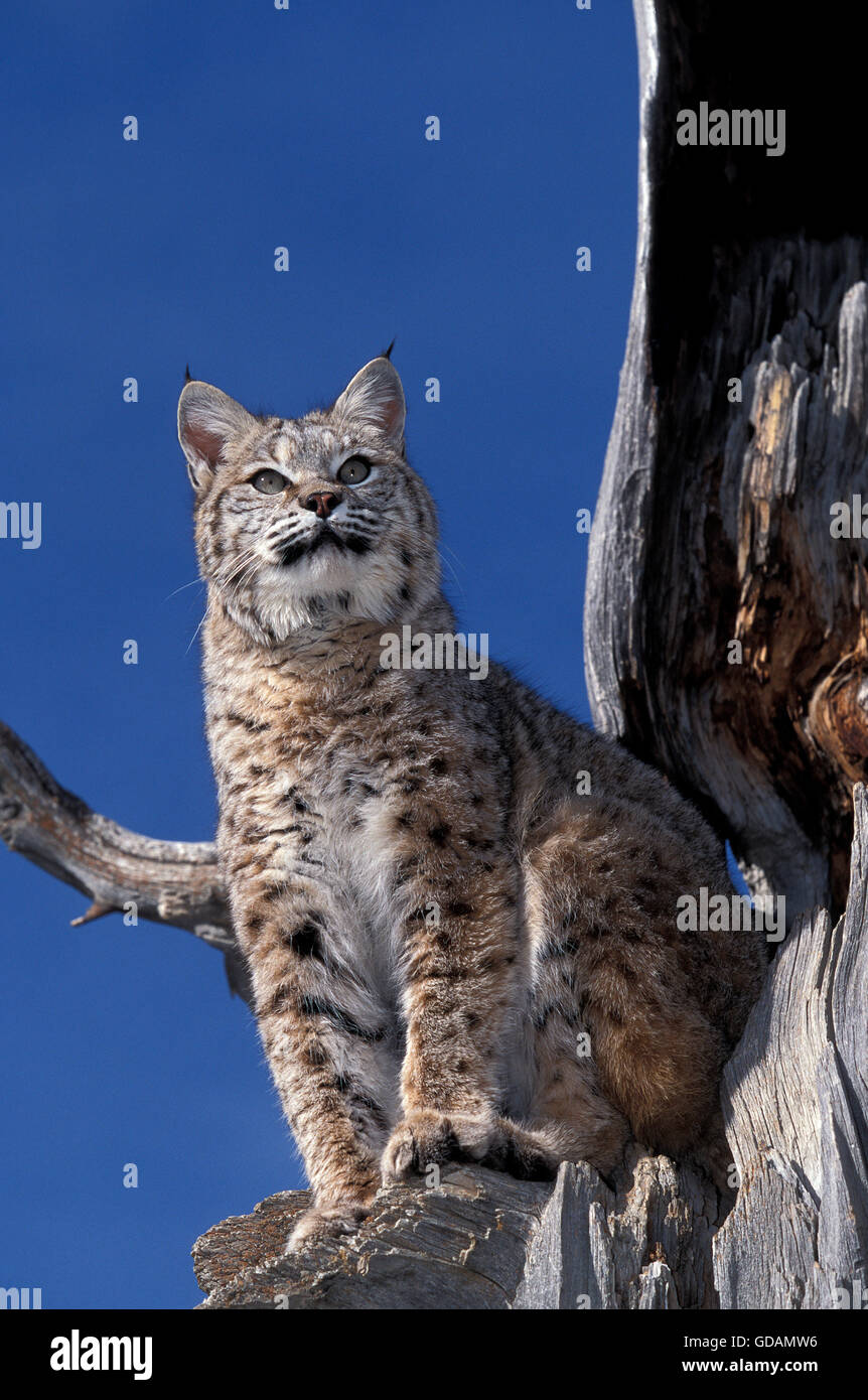 ROTLUCHS Lynx Rufus, Erwachsene ON TREE suchen herum, CANADA Stockfoto
