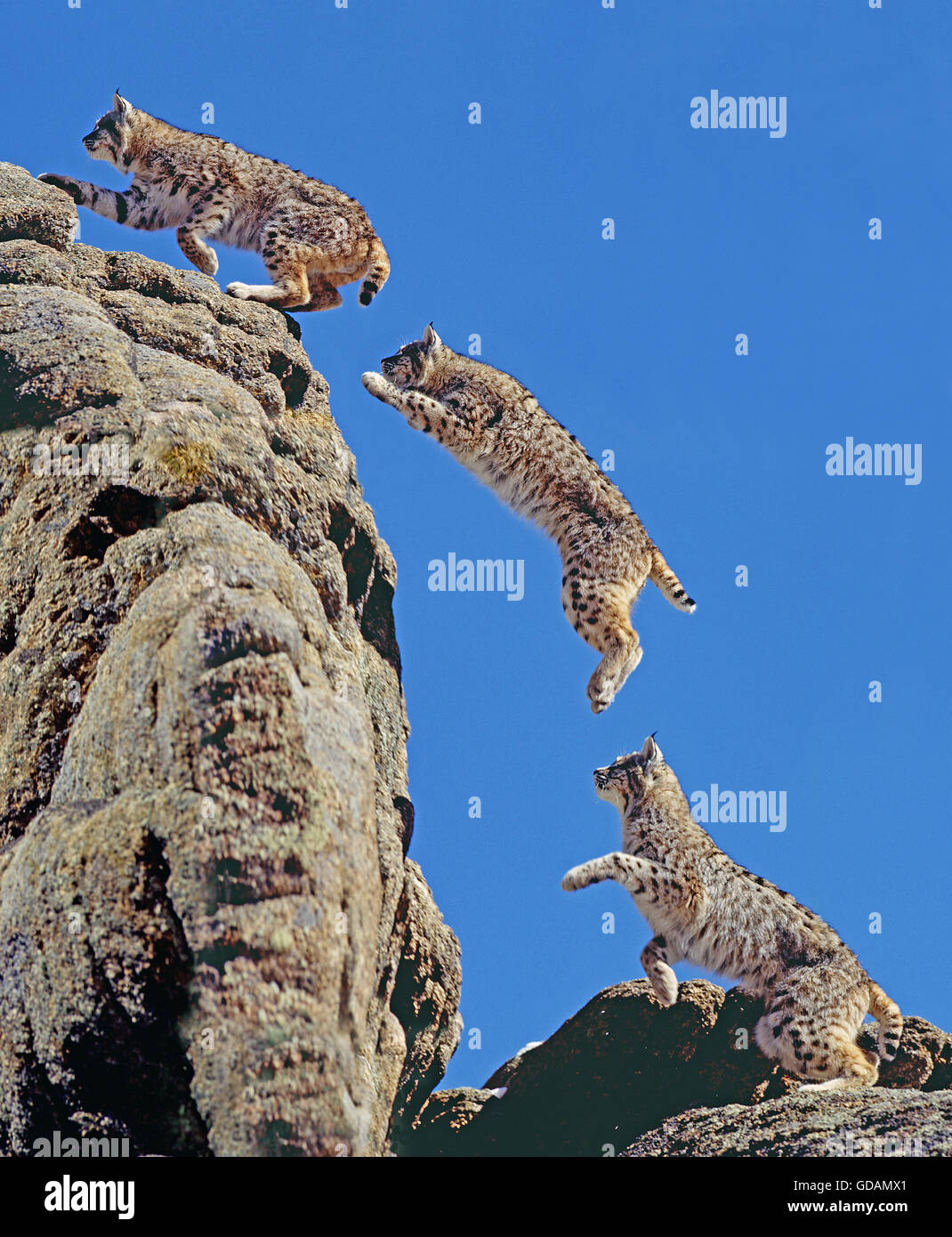 Bobcat, Lynx Rufus, Erwachsene springen auf Felsen, Bewegungsablauf, Kanada Stockfoto