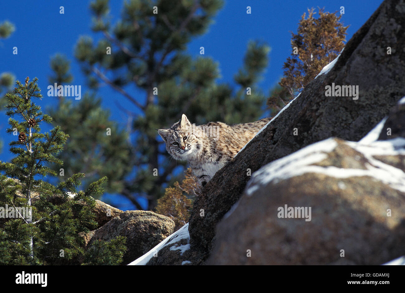 Bobcat, Lynx Rufus, Erwachsene auf Felsen, Kanada Stockfoto