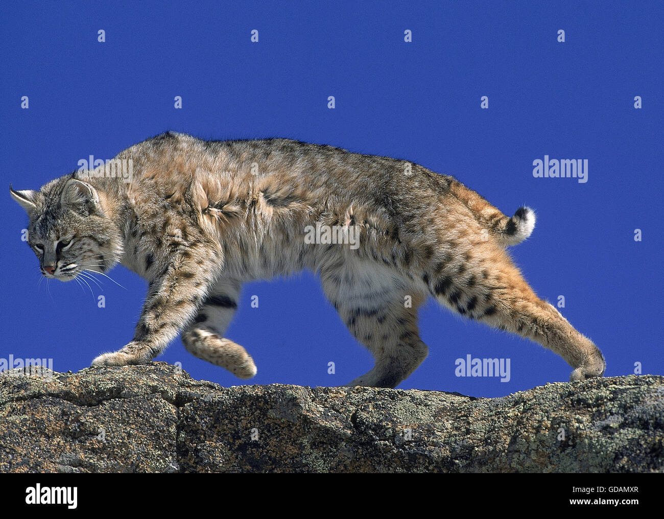ROTLUCHS Lynx Rufus, ADULT WALKING ON ROCK, Kanada Stockfoto