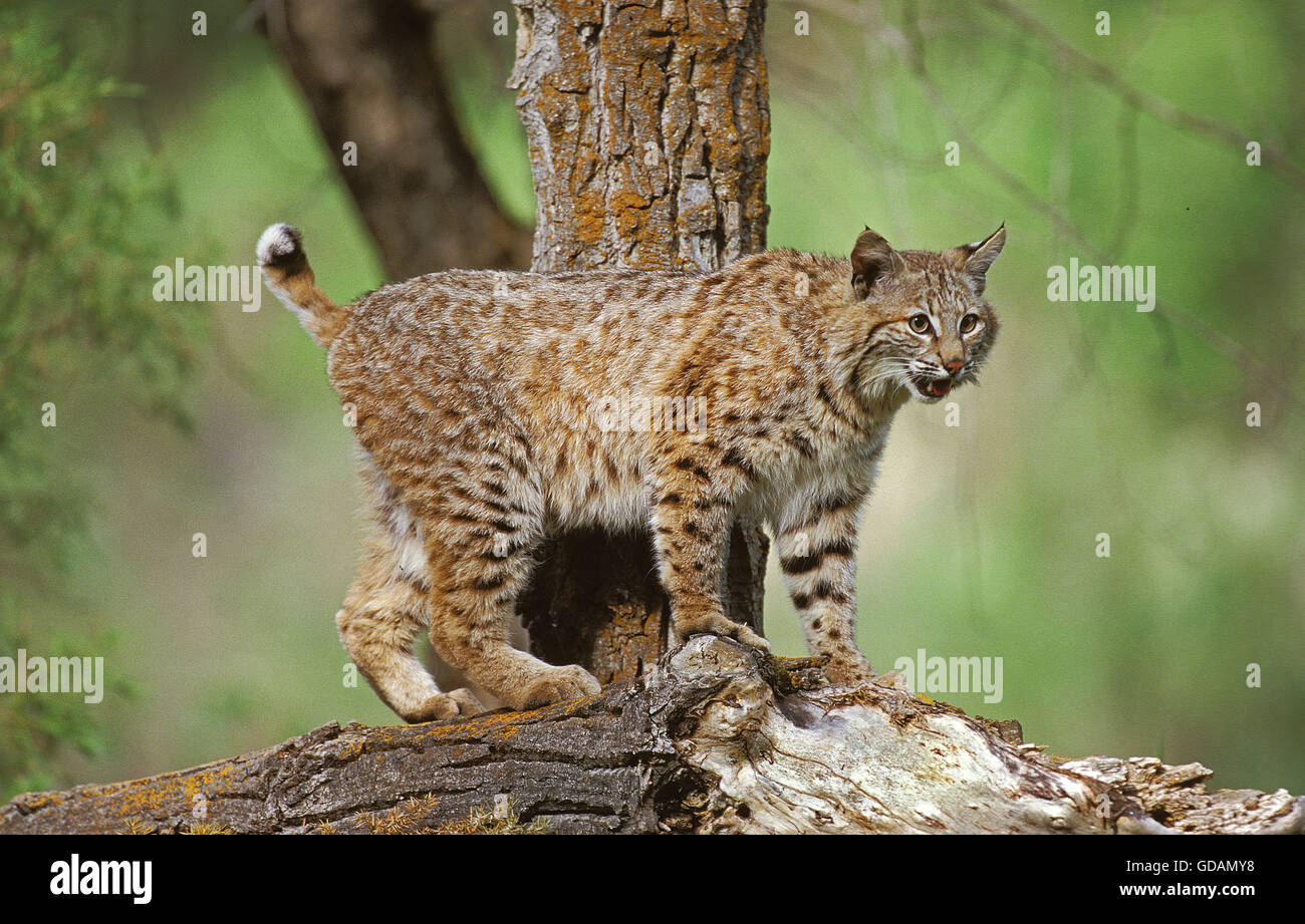 Bobcat, Lynx Rufus, Erwachsene Zweig, Kanada Stockfoto