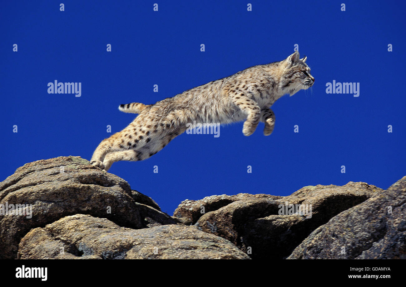 Bobcat, Lynx Rufus, Erwachsene springen auf Felsen, Kanada Stockfoto