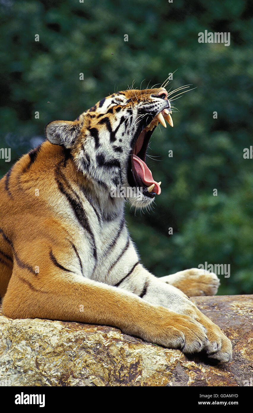 Sibirischer TIGER Panthera Tigris Altaica, Erwachsene GÄHNEN, ON ROCK Stockfoto
