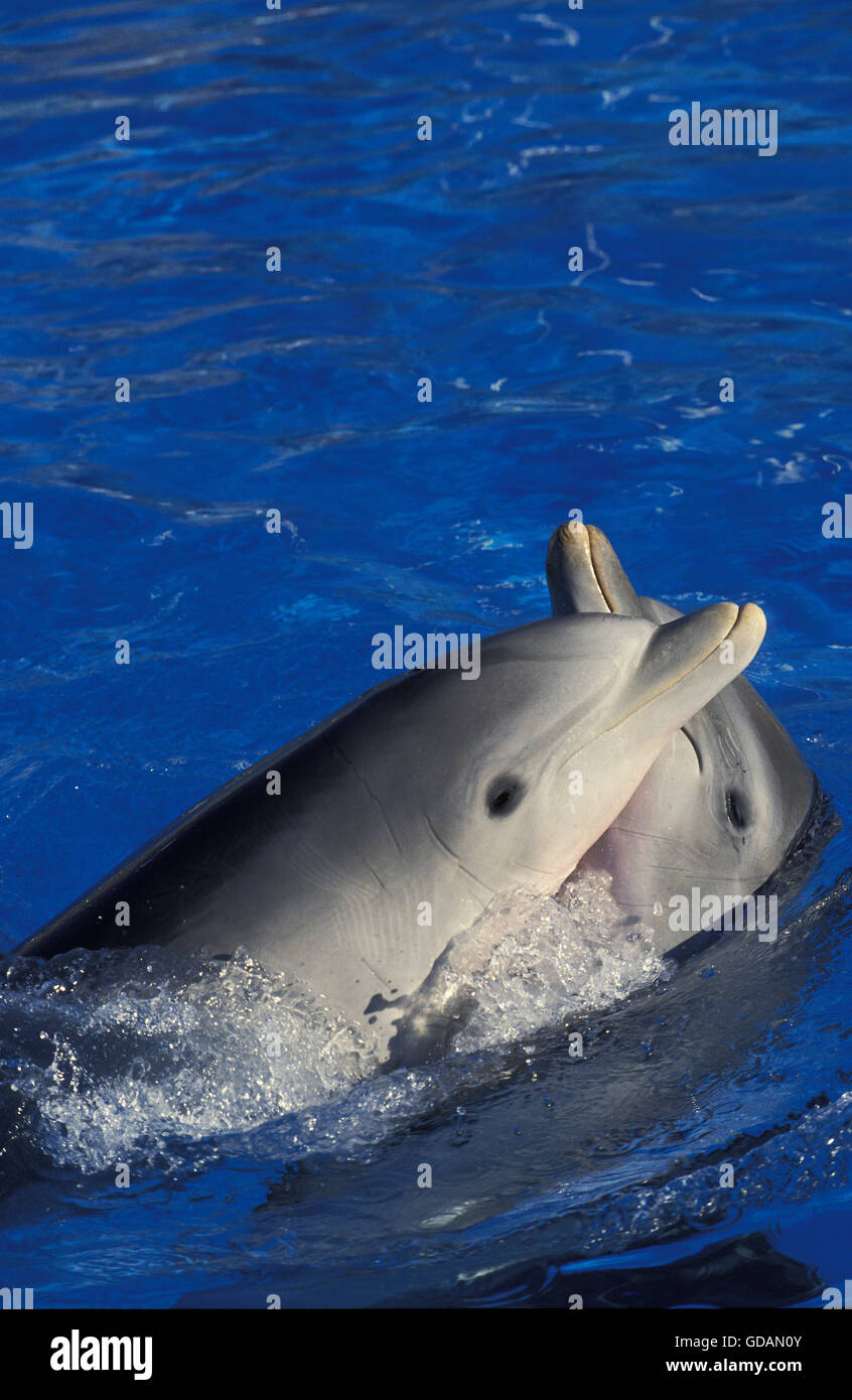 Tümmler, Tursiops Truncatus, Kopf von Erwachsenen an Oberfläche Stockfoto