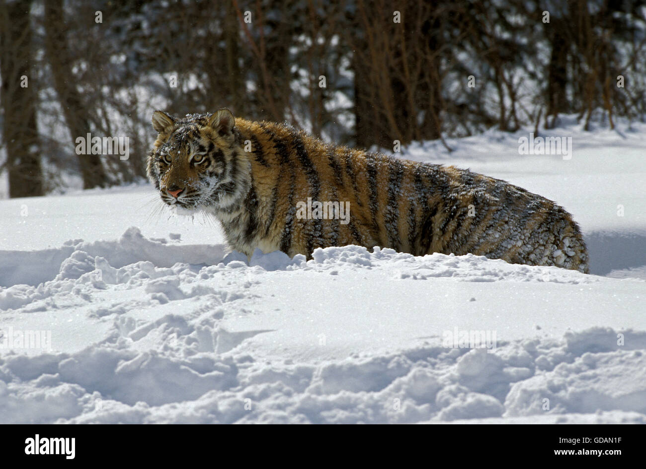 Sibirischer Tiger, Panthera Tigris Altaica, Erwachsene im Schnee Stockfoto