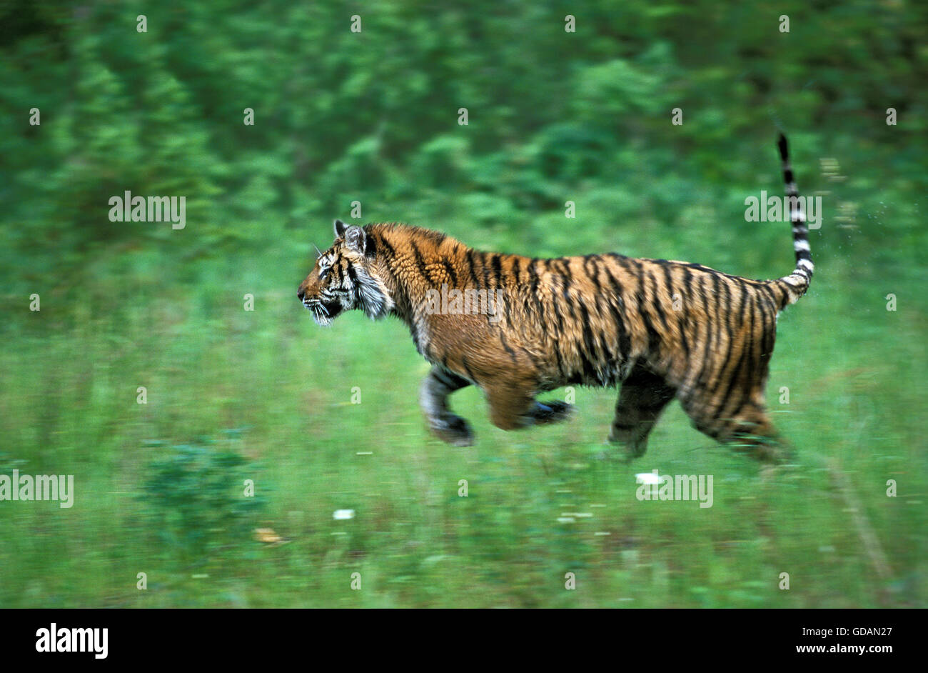 Sibirischer Tiger, Panthera Tigris Altaica, Erwachsenen ausgeführt Stockfoto