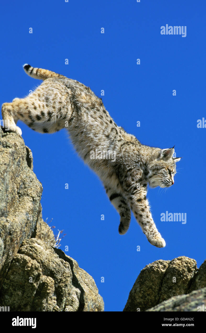 Bobcat, Lynx Rufus, Erwachsene springen von Felsen, Kanada Stockfoto
