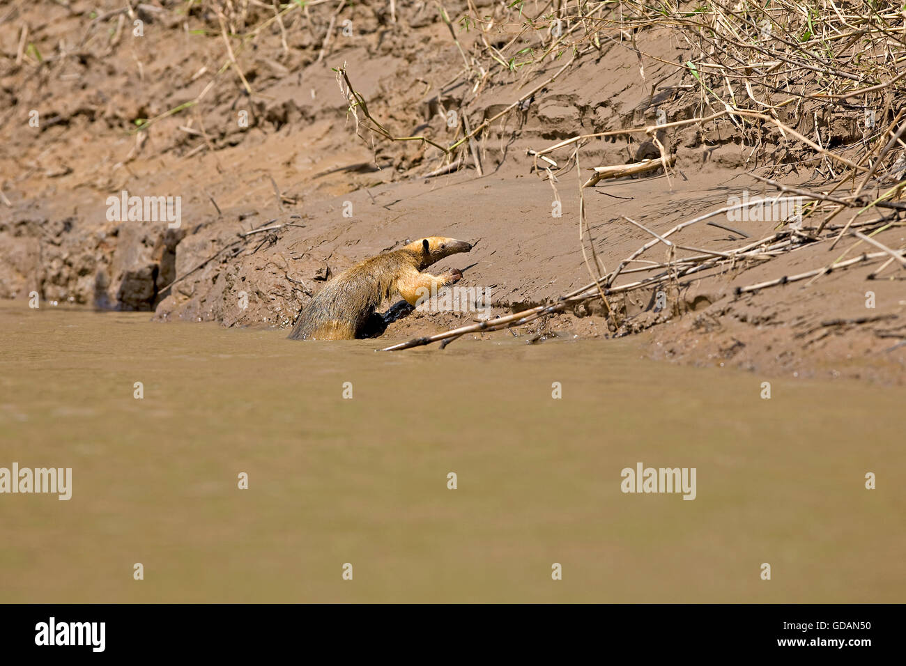 Südlichen Ameisenbär, Tamandua Tetradactyla, Erwachsene crossing The Madre De Dios River, Manu Nationalpark in Peru Stockfoto