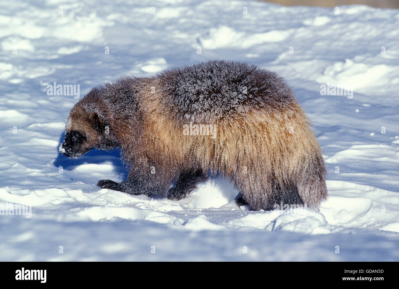 NORTH AMERICAN WOLVERINE Gulo Gulo Luscus, Erwachsene IN Schnee, Kanada Stockfoto