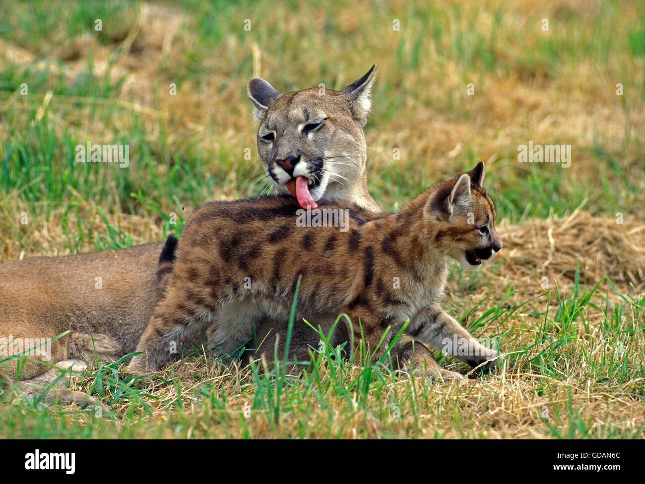 Puma, Puma Concolor, Mutter lecken Cub Stockfoto