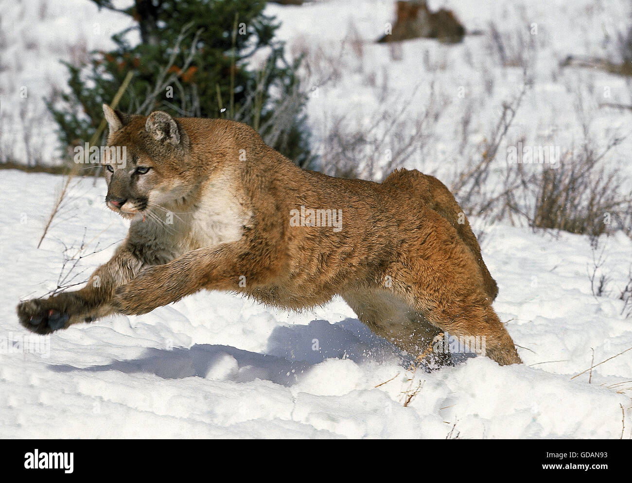 PUMA Puma Concolor, Erwachsene laufen durch Schnee, MONTANA Stockfoto