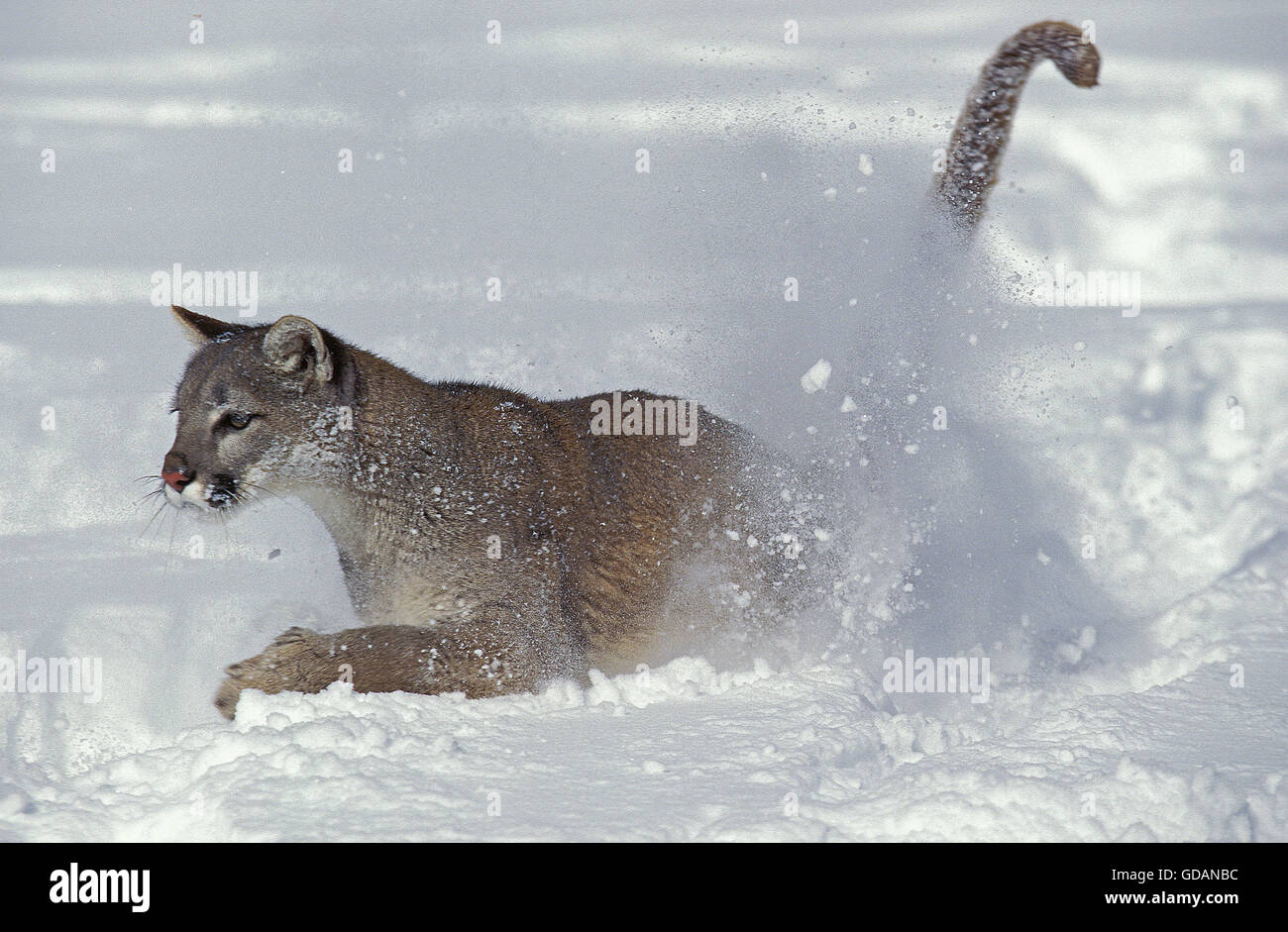 PUMA Puma Concolor, Erwachsene laufen durch Schnee, MONTANA Stockfoto