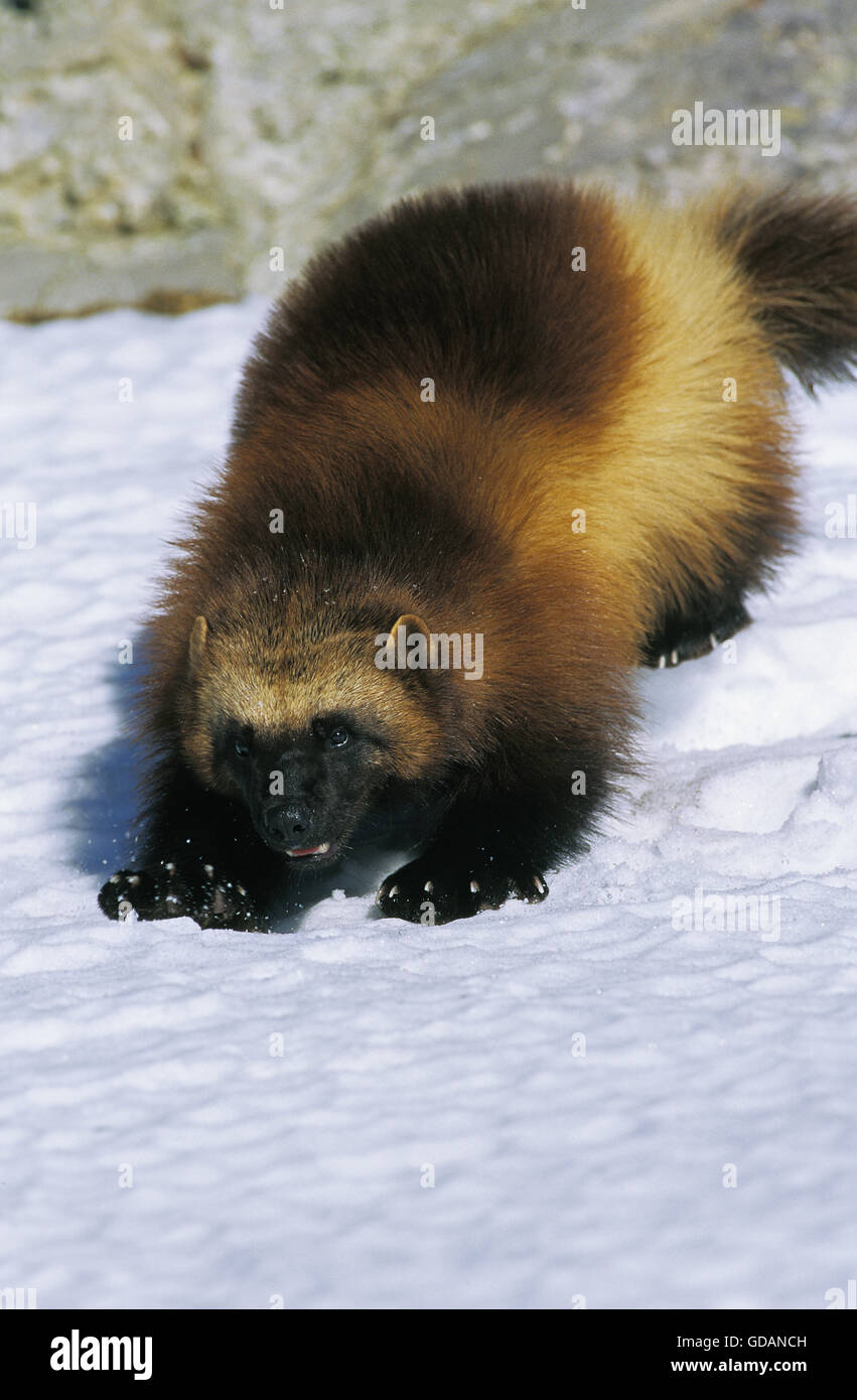 North American Wolverine, Gulo Gulo Luscus, Erwachsene auf Schnee, Kanada Stockfoto