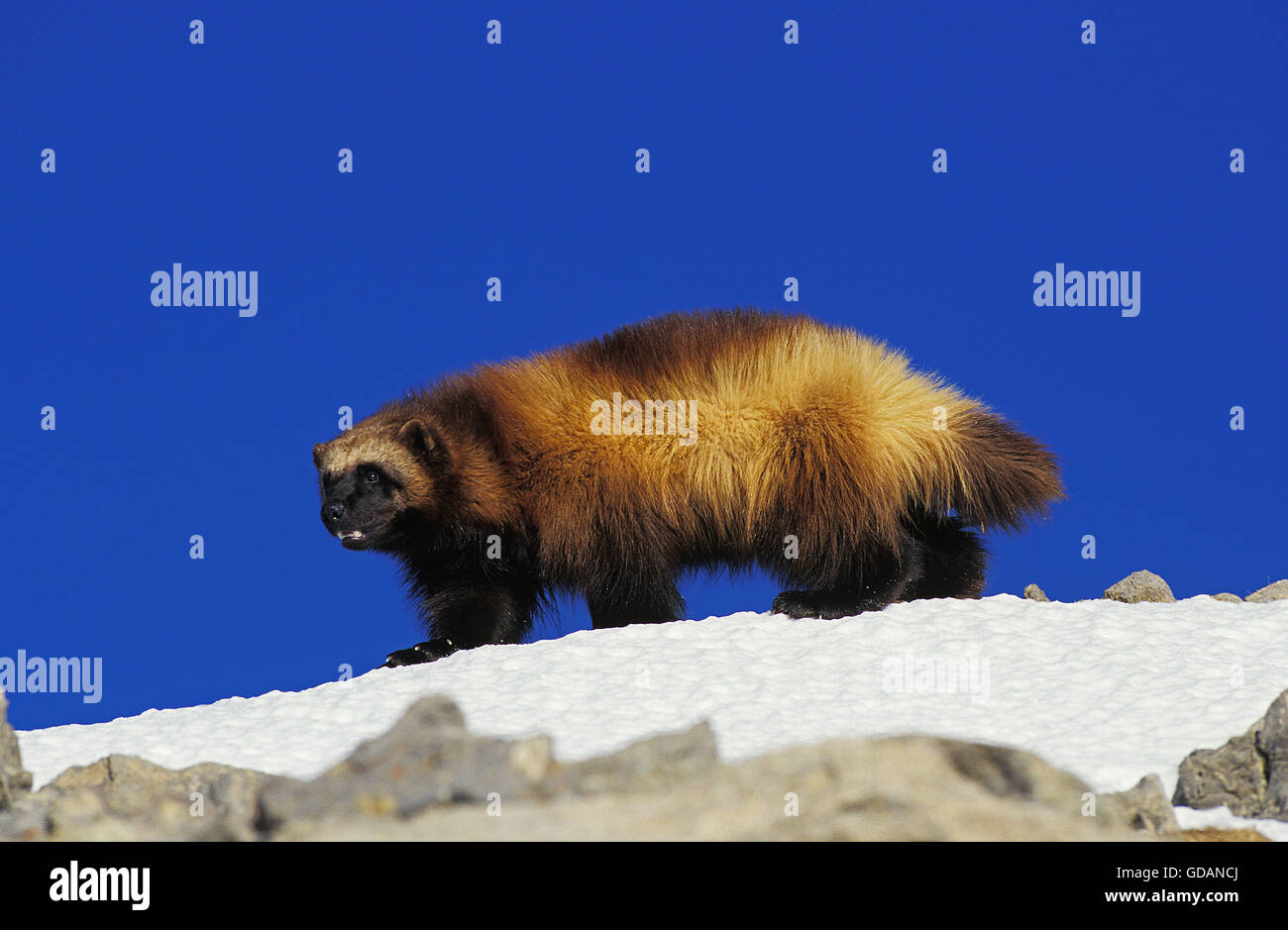 North American Wolverine, Gulo Gulo Luscus, Erwachsene auf Schnee, Kanada Stockfoto