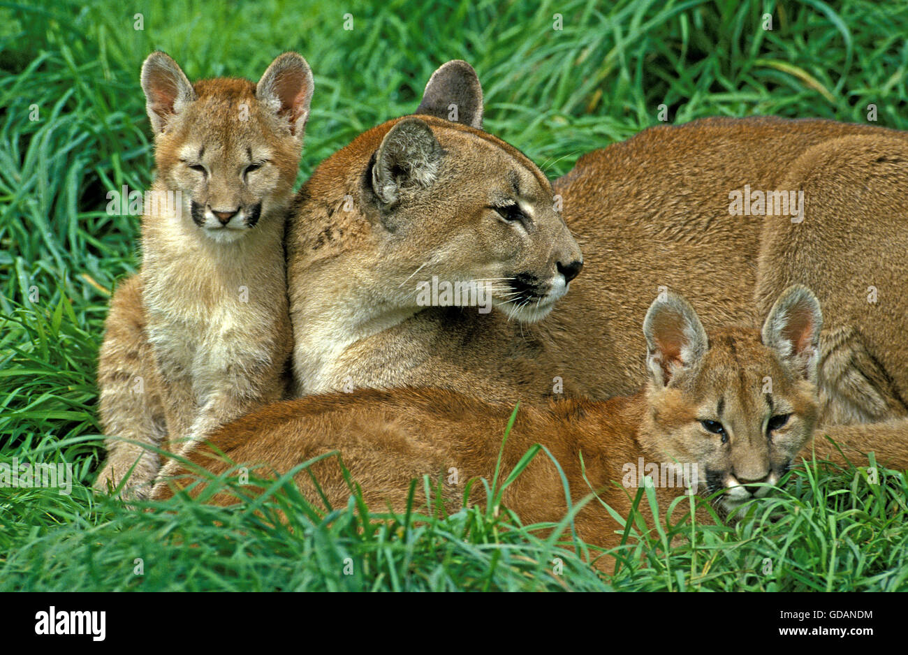 Puma, Puma Concolor, Weibchen mit Jungtier Verlegung auf Rasen  Stockfotografie - Alamy