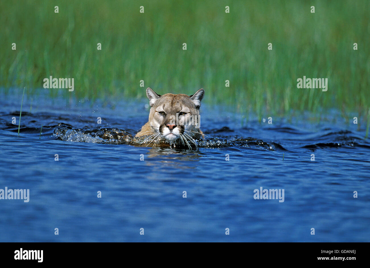 Puma, Puma Concolor, Erwachsener, die überqueren Wasserloch, Montana Stockfoto