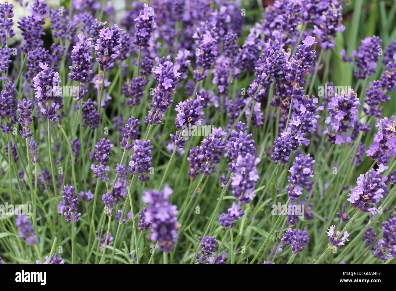 Englisch Lavendelpflanze, Lavandula Angustifolia, Hardy, lila Blume, Zierpflanze, großer Duft, Hampshire Stockfoto