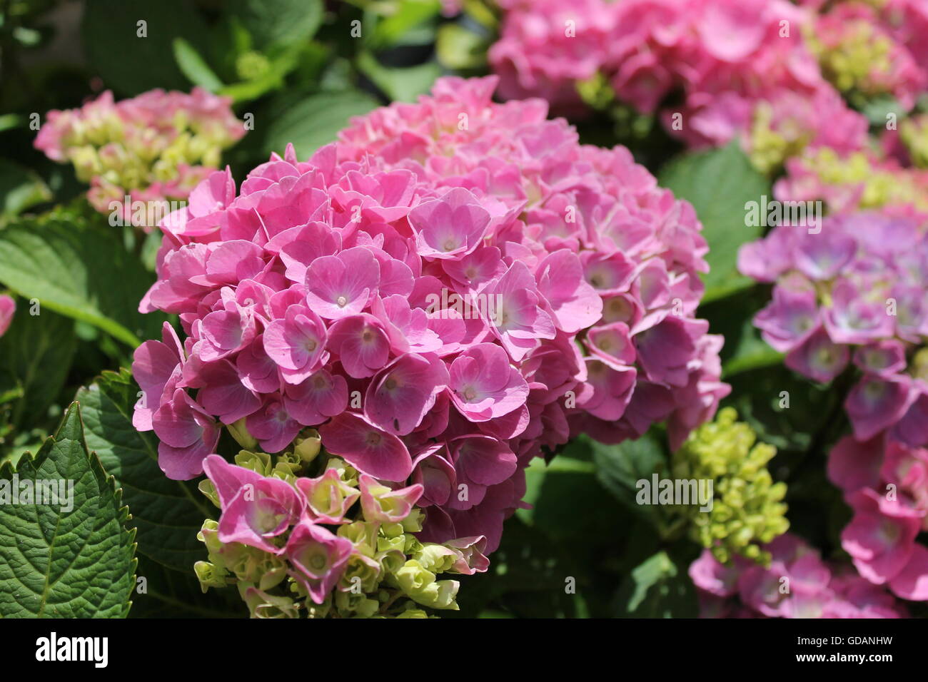 Hortensie, Pflanze, Gartenbau, Hortensien, Strauch, Sommer, Garten, traditionelle Stockfoto