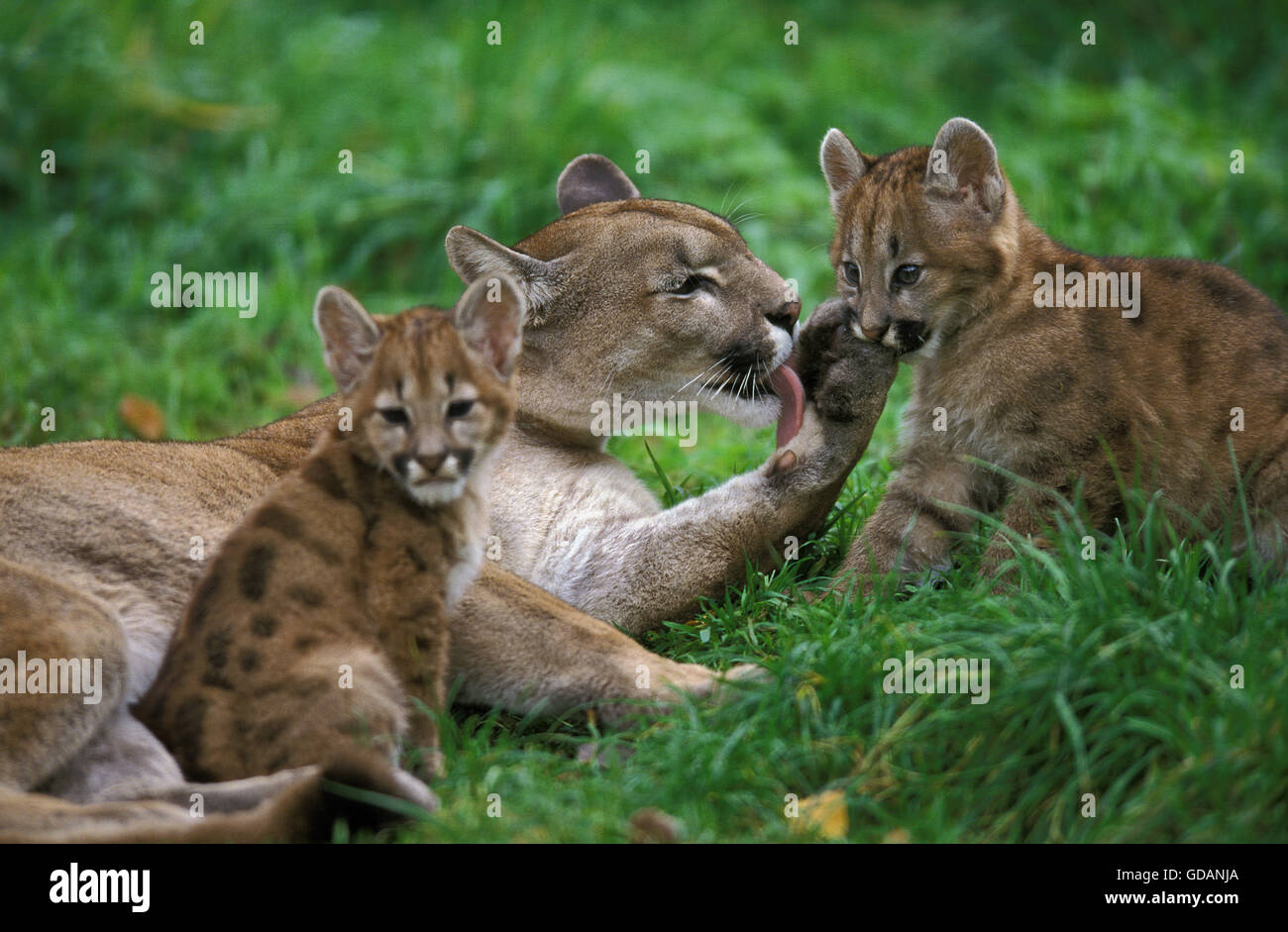 Puma, Puma Concolor, Weibchen mit Jungtier, leckte seine Pfote  Stockfotografie - Alamy