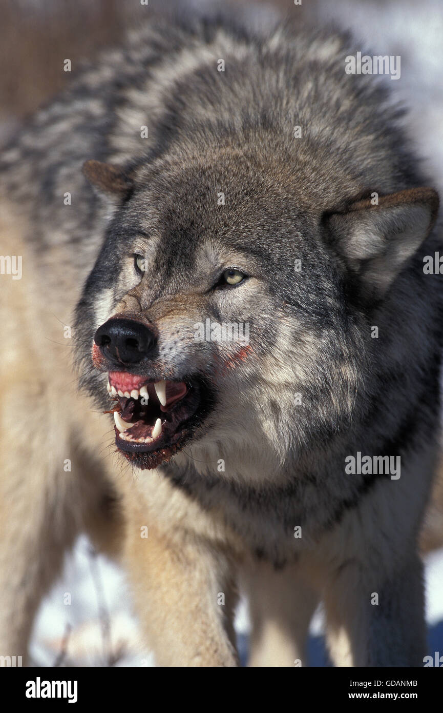 North American Grey Wolf, Canis Lupus Occidentalis, Erwachsenen in Defensive Haltung, Kanada Stockfoto