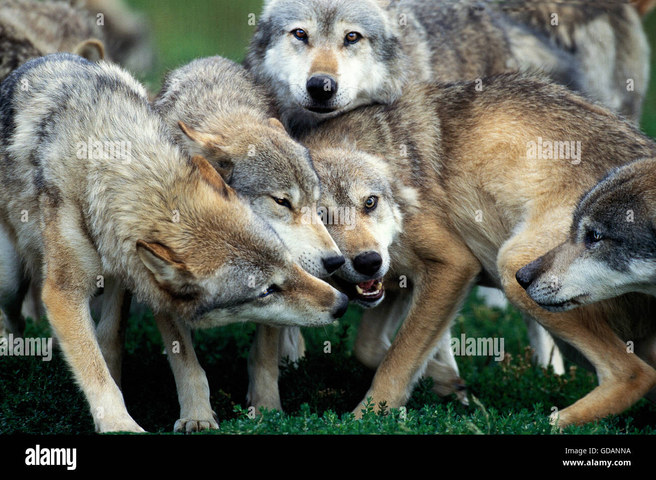 Europäischer Wolf, Canis Lupus, Pack von Erwachsenen Stockfoto