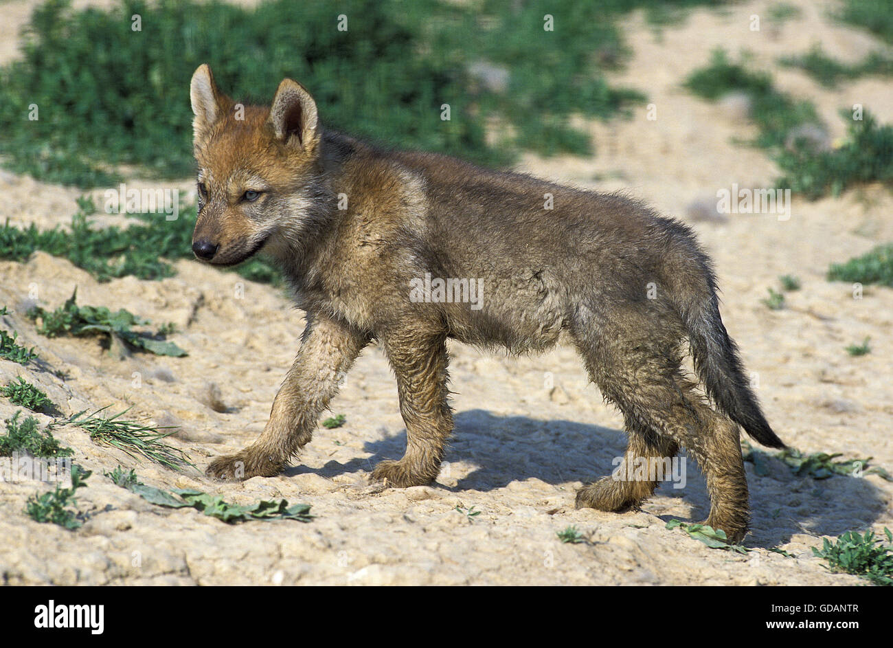 EUROPÄISCHER WOLF Canis Lupus, CUB Stockfoto