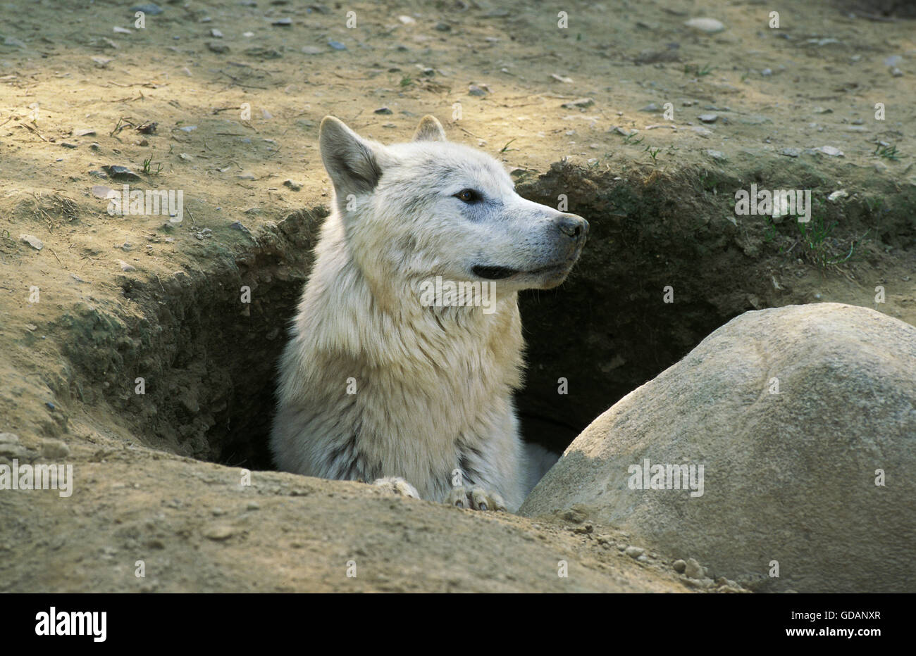 Arctic Wolf, Canis Lupus Tundrarum, Erwachsener an Den Eingang Stockfoto