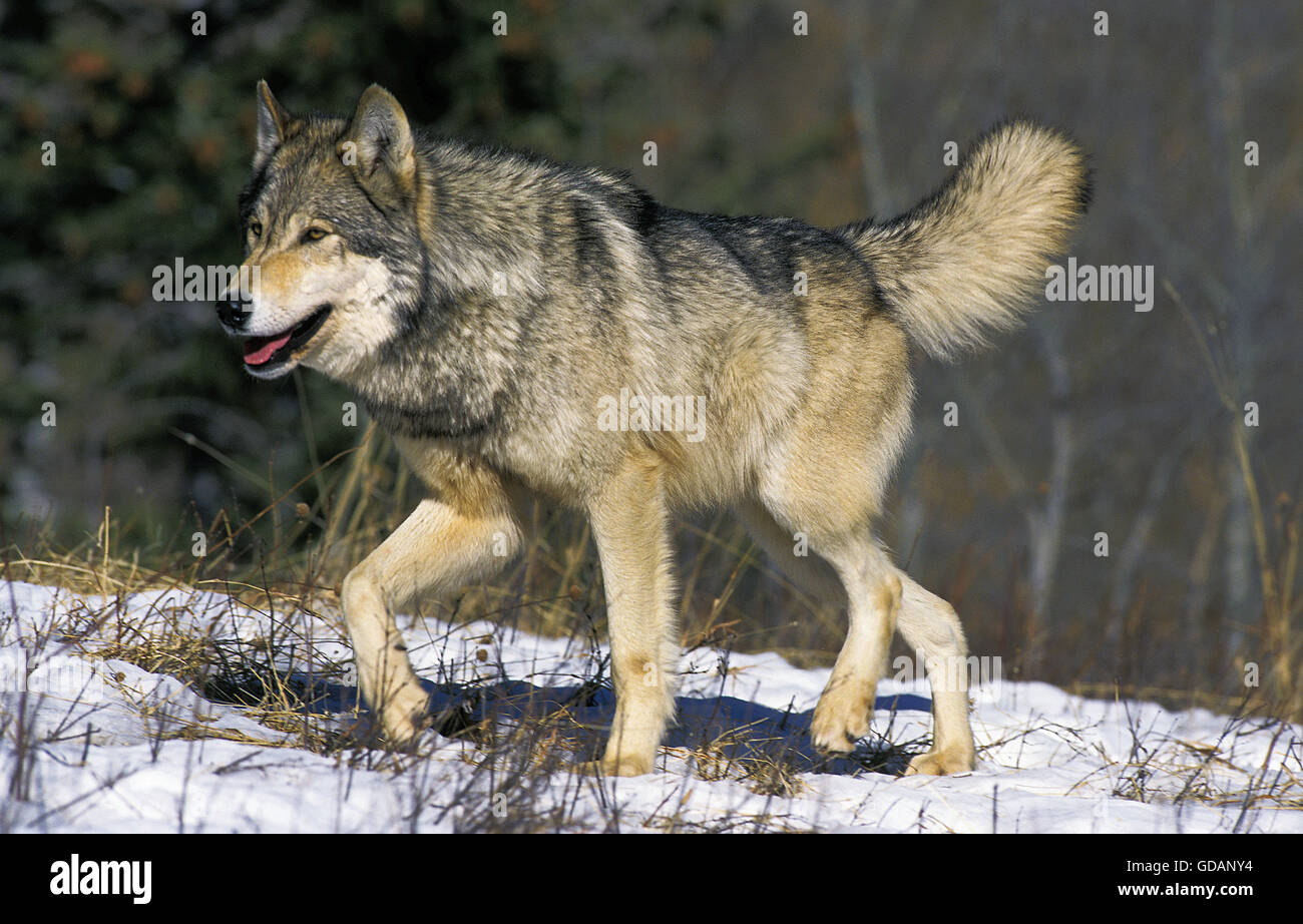 North American Grey Wolf, Canis Lupus Occidentalis, Erwachsenen gehen auf Schnee, Kanada Stockfoto