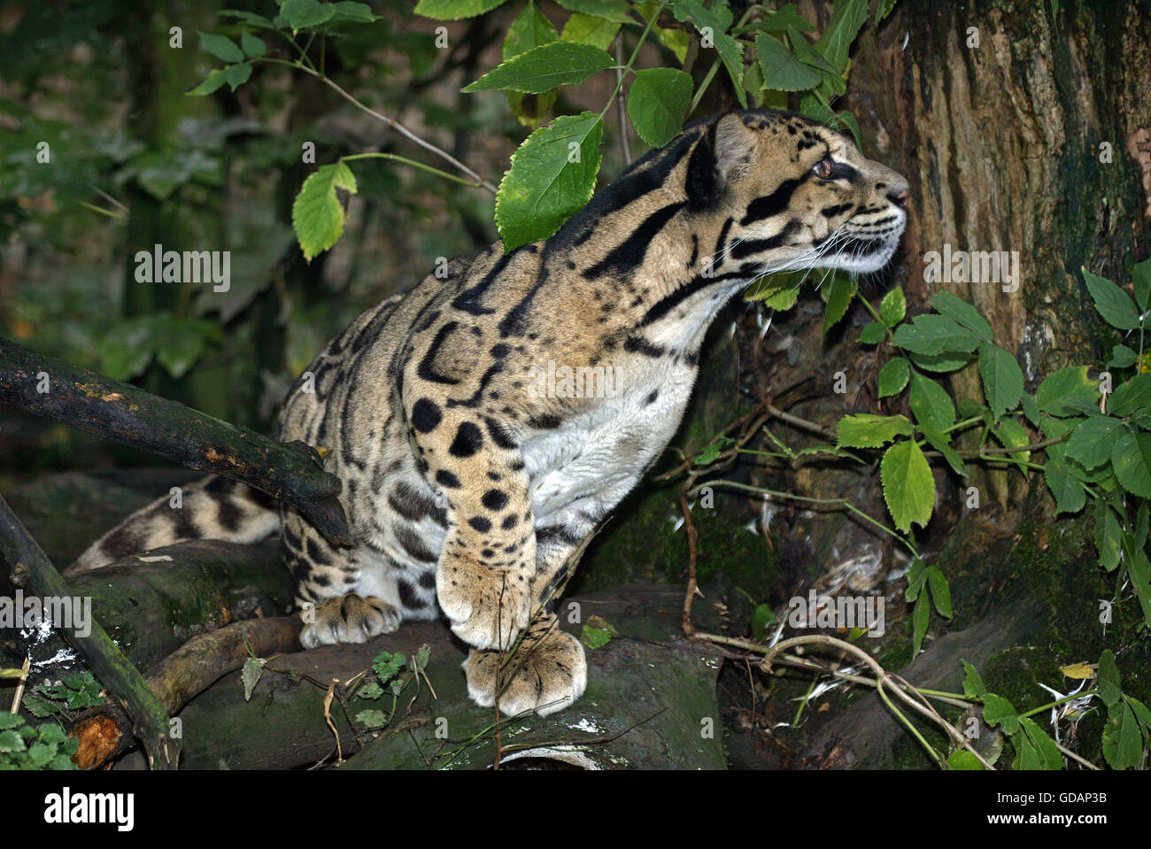 Clouded leopard prey neofelis nebulosa Fotos und Bildmaterial in