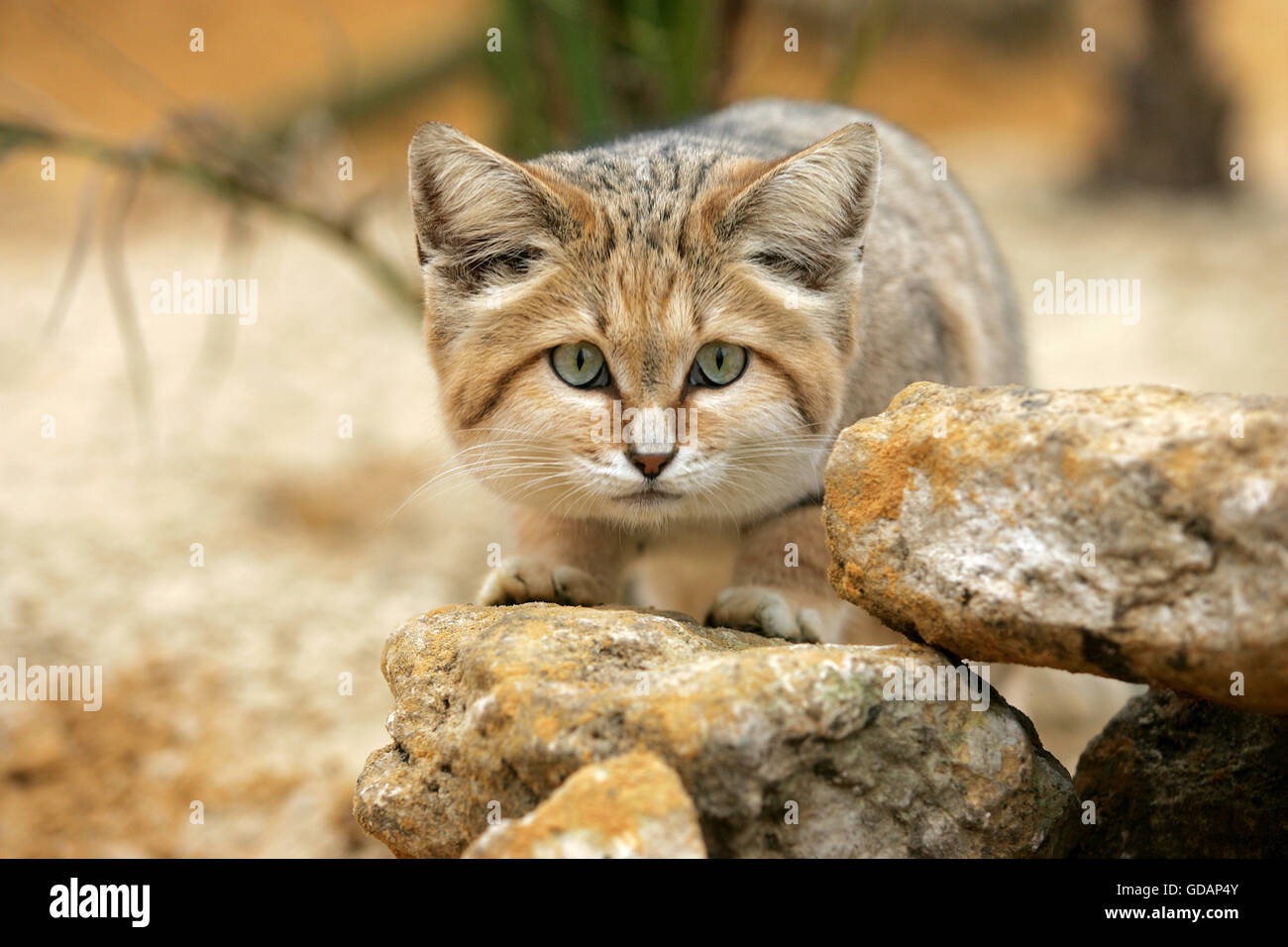 Sand Cat, Felis Margarita, Erwachsenen zwischen Felsen Stockfoto