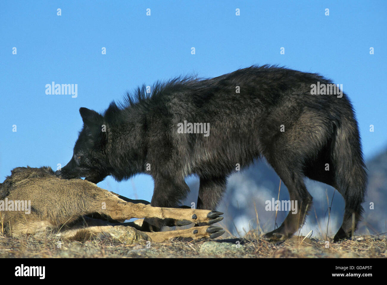 Mackenzie Tal Wolf, Canis Lupus Mackenzii, Erwachsene mit einem Kill, ein Kadaver Wapiti, Kanada Stockfoto