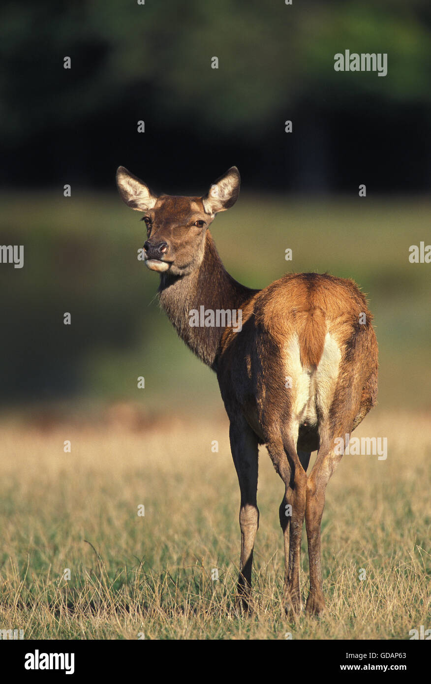 Rothirsch, Cervus Elaphus, Weiblich Stockfoto