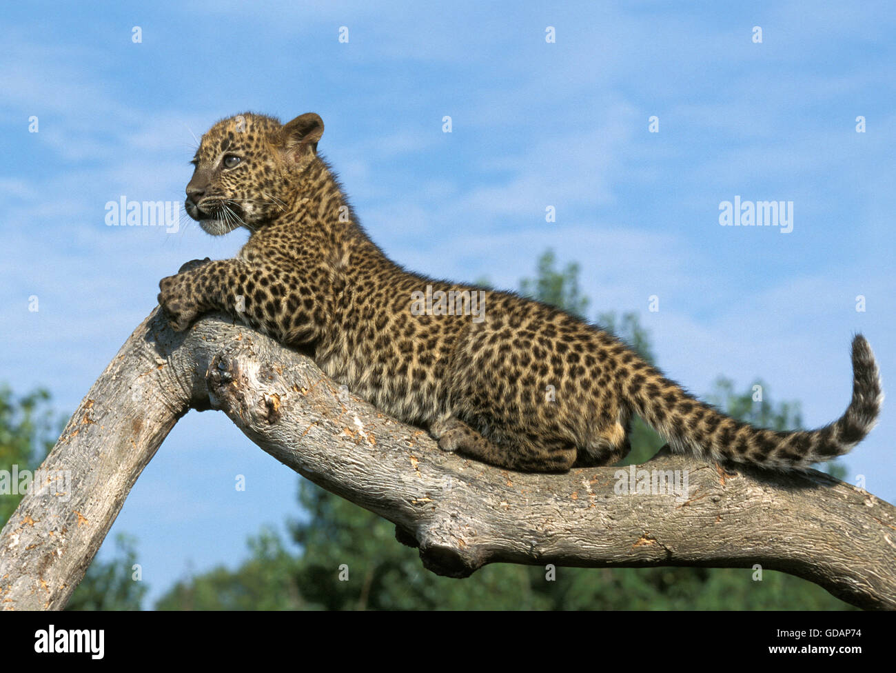 Leoparden Panthera Pardus, CUB ON BRANCH Stockfoto
