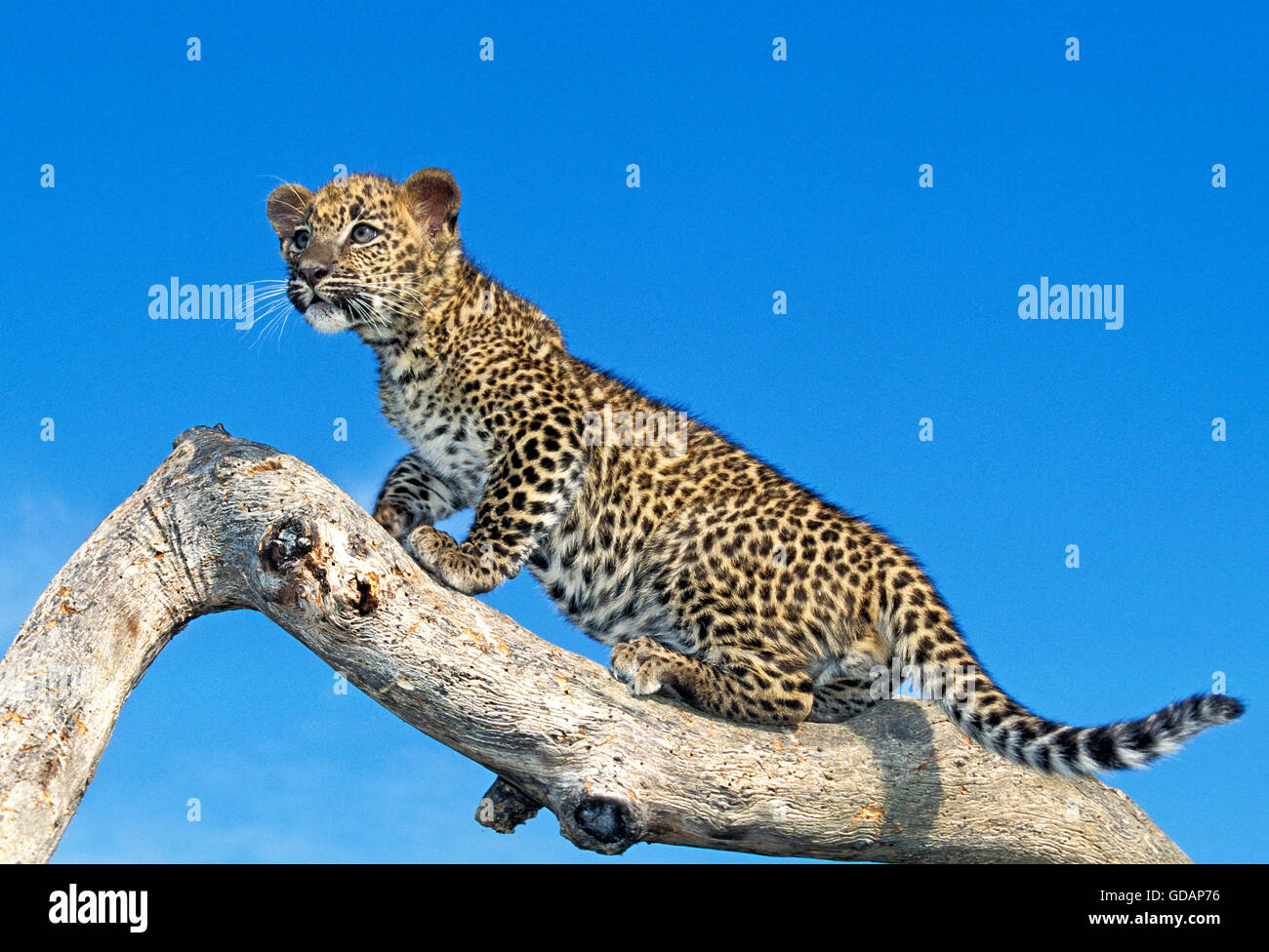Leoparden Panthera Pardus, CUB ON BRANCH Stockfoto