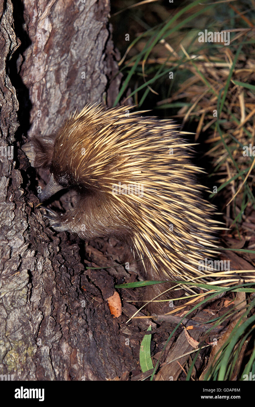 KURZEN Schnabel ECHIDNA Tachyglossus Aculeatus, Erwachsene suchen Nahrung, Australien Stockfoto