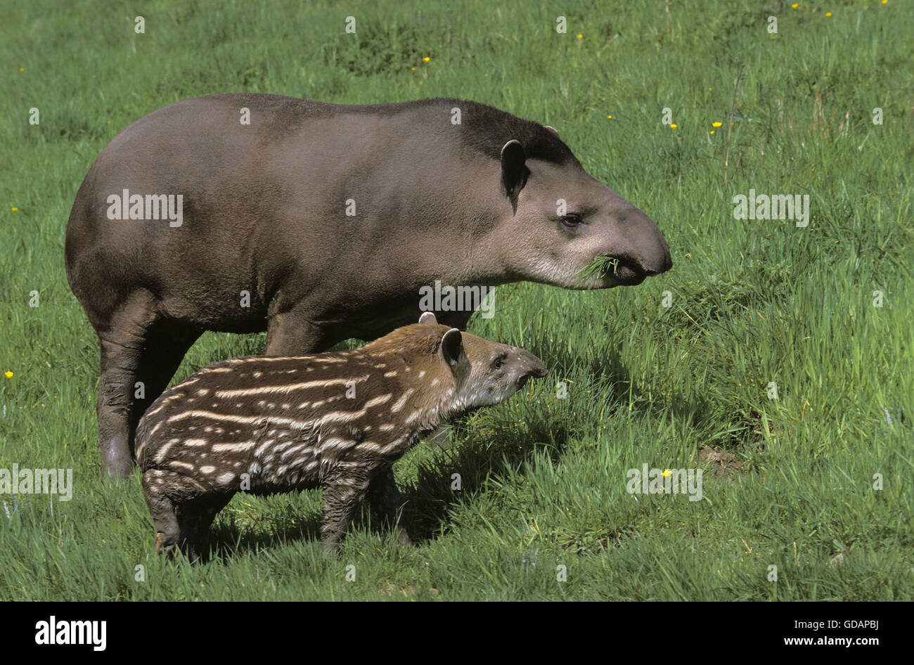WEIBLICHE und junge Flachland TAPIR Tapirus terrestris Stockfoto