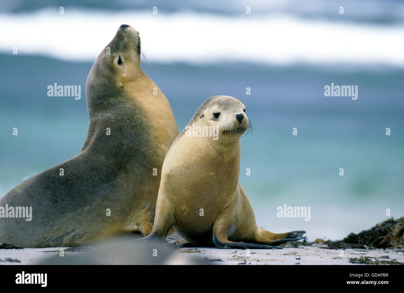 AUSTRALISCHER SEELÖWE Neophoca Cinerea, Erwachsene ON BEACH, Australien Stockfoto