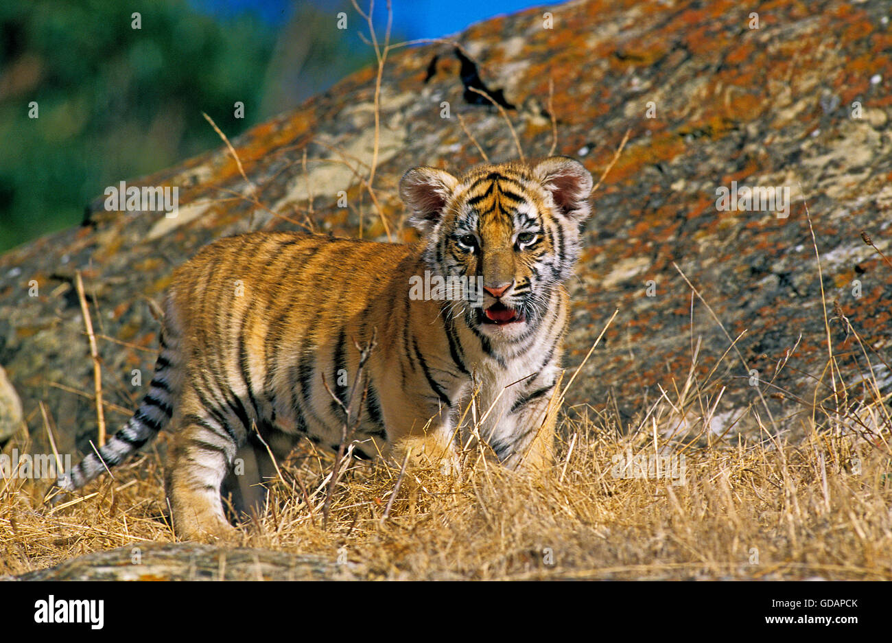 BENGAL TIGER Panthera Tigris Tigris, CUB Stockfoto