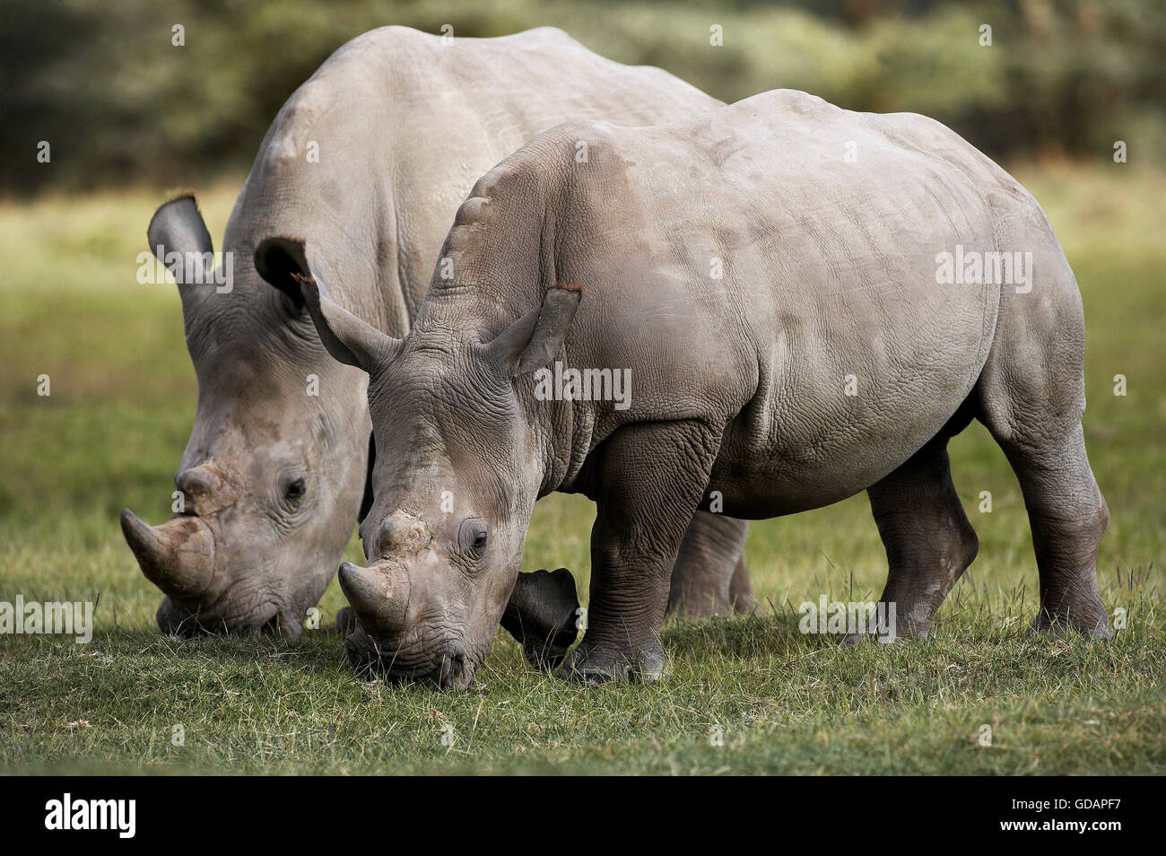Breitmaulnashorn, Ceratotherium Simum, Erwachsene Essen Grass, Nakuru Park in Kenia Stockfoto