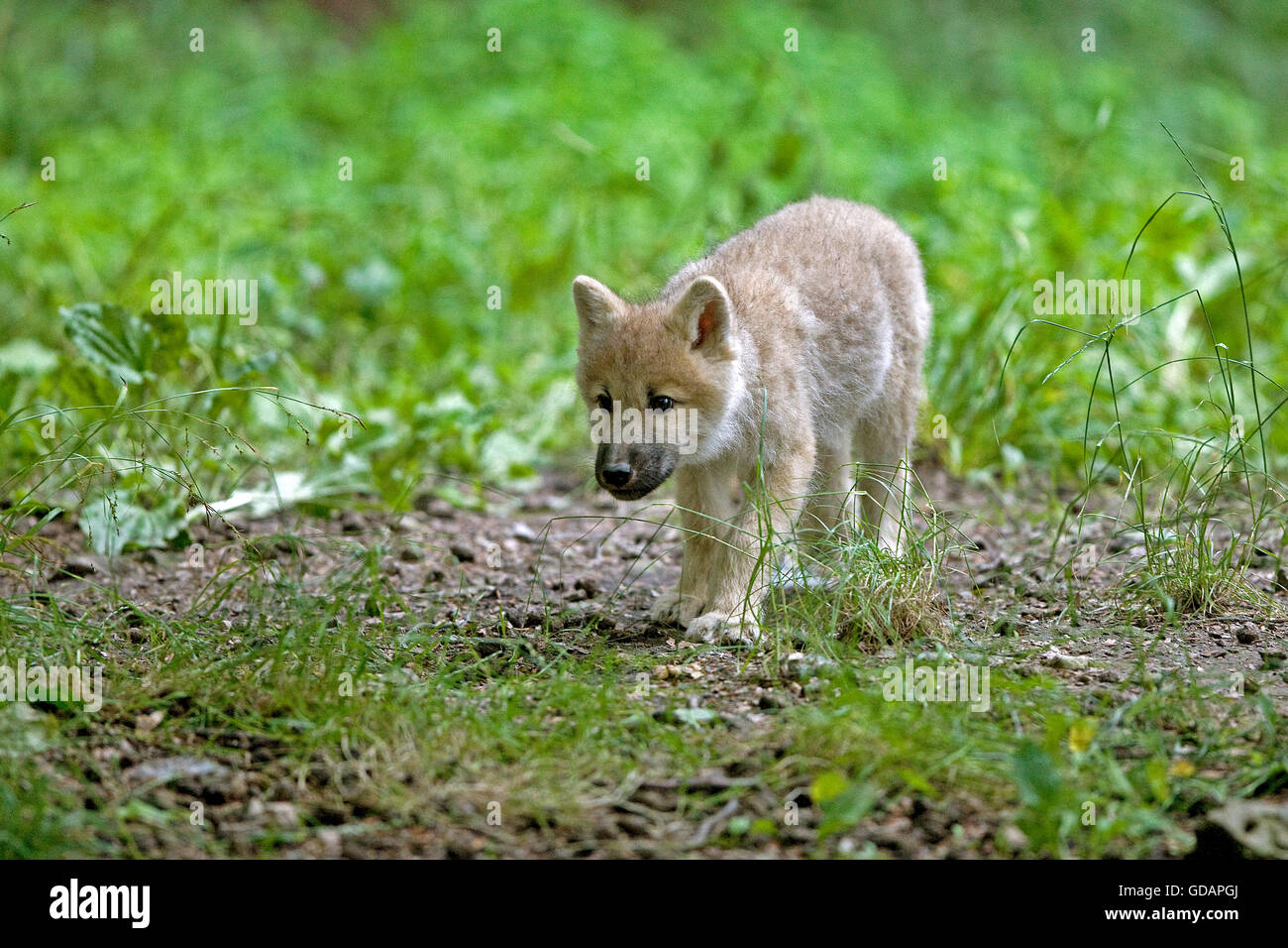 ARCTIC WOLF Canis Lupus tundrarum Stockfoto