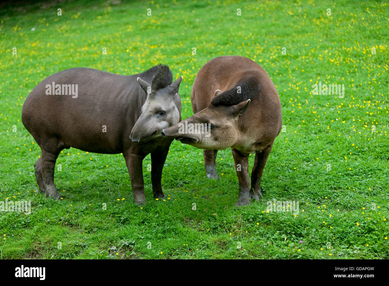 Flachland Tapir Tapirus Terrestris, Weibchen mit Männchen Stockfoto